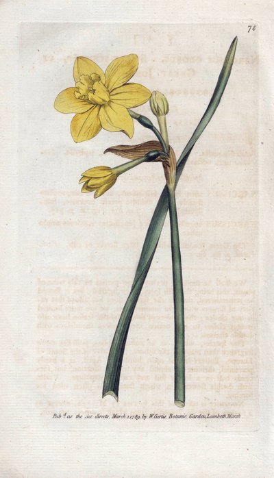 Duftende Narzisse - Lithographie von James Sowerby (1757-1822), aus dem Botanischen Magazin von William Curtis (1746-1799) von James Sowerby