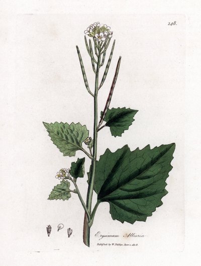 Knoblauchsrauke, Alliaria petiolata. Handkolorierte Kupferstichgravur aus einer botanischen Illustration von James Sowerby aus William Woodville und Sir William Jackson Hooker