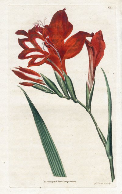 Glaieul-Kardinal - Lithographie von James Sowerby (1757-1822), aus dem Botanical Magazine von William Curtis (1746-1799) von James Sowerby