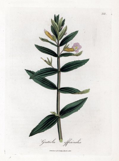 Gnadenkraut, Gratiola officinalis von James Sowerby