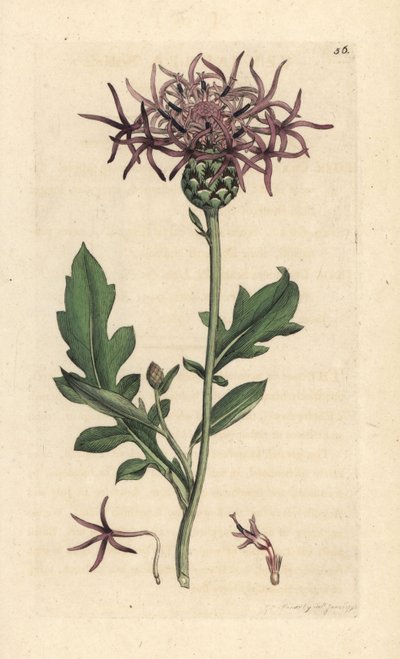 Große Flockenblume, Centaurea scabiosa von James Sowerby