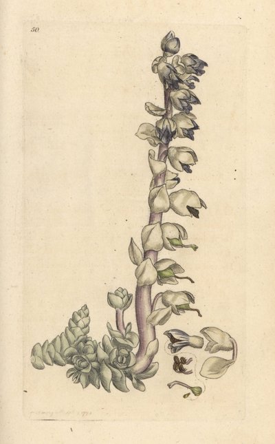 Große Zahnwurz, Lathraea squamaria. Handkolorierter Kupferstich nach einer Illustration von James Sowerby aus James Smiths English Botany, London von James Sowerby