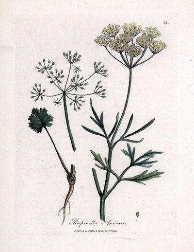 Grüner Anis, Pimpinella anisum. Handkolorierter Kupferstich aus einer Illustration von James Sowerby. Auszug aus dem Buch von William Woodville und Sir William Jackson Hooker „Botanique medicinale“ 1832 von James Sowerby