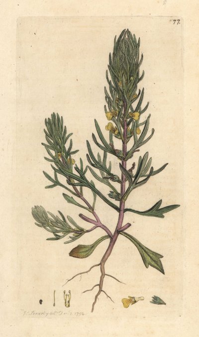 Erd-Kiefer, Ajuga chamaepitys von James Sowerby