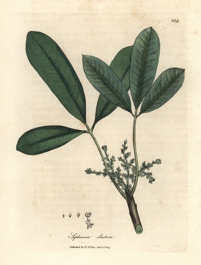 Kautschukbaum, elastischer Harzbaum, Siphonia elastica von James Sowerby