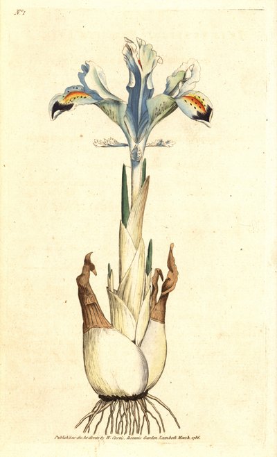 Iris (Persische Rose) - Persische Iris, Iris persica. Handkolorierte Kupferstichgravur nach einer botanischen Illustration von James Sowerby aus William Curtis