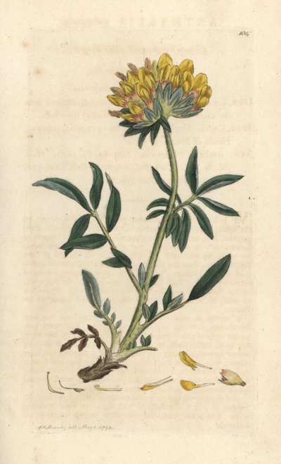 Wundklee, Anthyllis vulneraria. Handkolorierter Kupferstich nach einer Illustration von James Sowerby aus James Smiths English Botany, London von James Sowerby