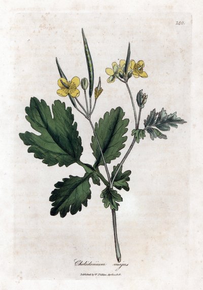 Großes Schöllkraut oder Große Lichtnelke - Großes Schöllkraut, Chelidonium majus. Handkolorierte Kupferstichgravur aus einer botanischen Illustration von James Sowerby aus William Woodville und Sir William Jackson Hooker