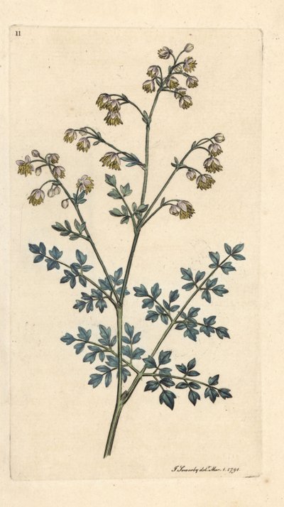 Kleines Wiesenrauten, Thalictrum minus. Handkolorierter Kupferstich nach einer Illustration von James Sowerby aus James Smiths English Botany, London von James Sowerby
