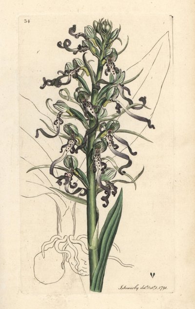 Eidechsen-Orchidee, Himantoglossum hircinum (Eidechsen-Satyrion oder Orchis, Satyrium hircinum). Handkolorierter Kupferstich nach einer Illustration von James Sowerby aus James Smiths English Botany, London von James Sowerby