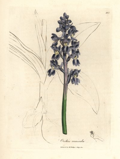 Männliches Knabenkraut, Orchis mascula von James Sowerby