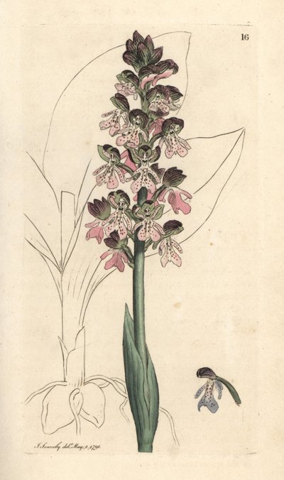 Militärische Orchis, Orchis militaris von James Sowerby