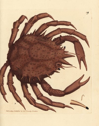 Norwegischer Königskrabbe oder nördlicher Stein-Krabbe, Lithodes maja. Handkolorierter Kupferstich von James Sowerby aus The British Miscellany, oder Coloured figures of new, rare, or little known animal subjects. von James Sowerby