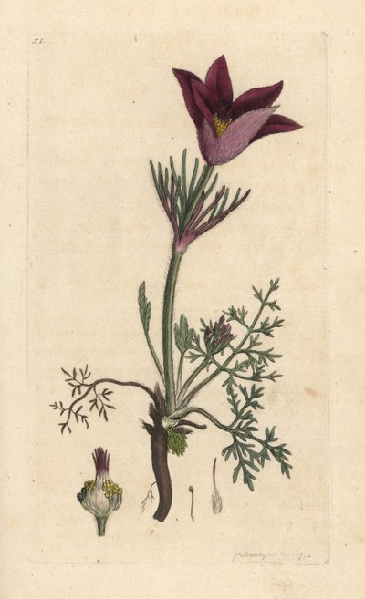 Küchenschelle, Anemone pulsatilla. Handkolorierter Kupferstich nach einer Illustration von James Sowerby aus James Smith