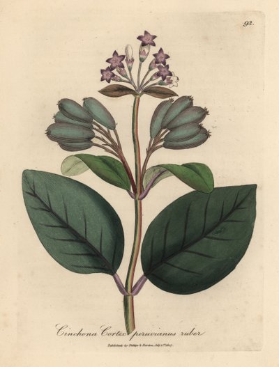 Purpurblühender roter peruanischer Rindenbaum, Cinchona cortex peruvianus ruber von James Sowerby