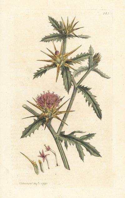 Purpur-Distel, Centaurea calcitrapa von James Sowerby