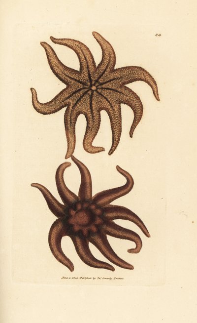 Purpur-Sonnenstern, Solaster endeca (Neunstrahliger Seestern, Asterias endeca). Handkolorierter Kupferstich von James Sowerby aus The British Miscellany, oder Coloured figures of new, rare, or little known animal subjects. von James Sowerby