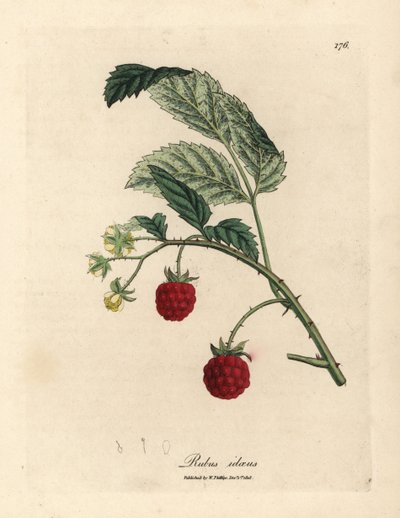 Himbeerstrauch mit reifen Früchten und gelben Blüten, Rubus idaeus von James Sowerby