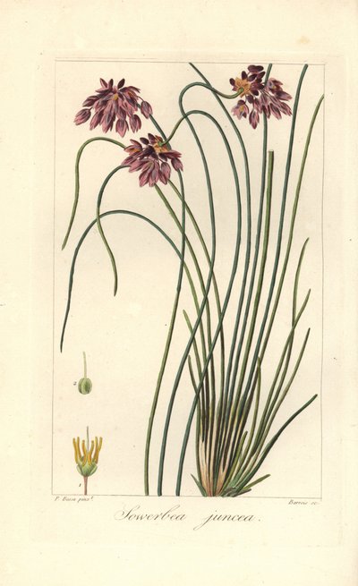 Binsenlilie, Sowerbaea juncea, heimisch in Australien. Benannt nach dem botanischen Künstler James Sowerby. Handkolorierter Punktstich auf Kupfer von Barrois nach einer botanischen Illustration von Pancrace Bessa aus Mordant de Launays Herbier General de l von James Sowerby
