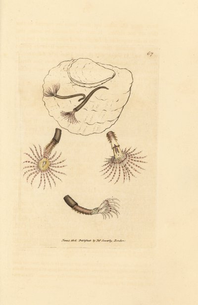 Sandwurm mit purpurroten Fühlern, Amphitrite rosea. Handkolorierter Kupferstich von James Sowerby aus The British Miscellany, or Coloured figures of new, rare, or little known animal subjects von James Sowerby