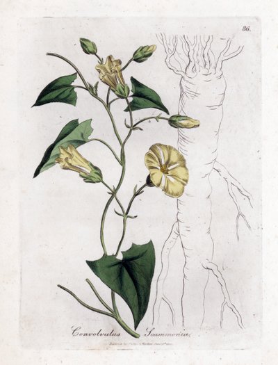 Scamonee - Scammony-Winde, Convolvulus scammonia. Handkolorierte Kupferstichgravur von James Sowerby aus William Woodville und Sir William Jackson Hooker