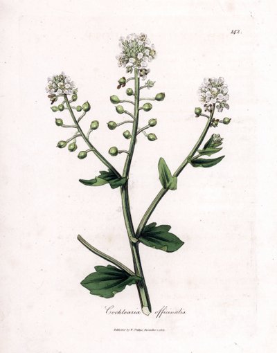 Löffelkraut, Cochlearia officinalis von James Sowerby