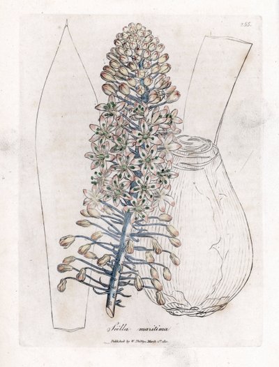 Meereszwiebel oder Scilla, Drimia maritima. Handkolorierte Kupferstichgravur von James Sowerby aus William Woodville und Sir William Jackson Hooker