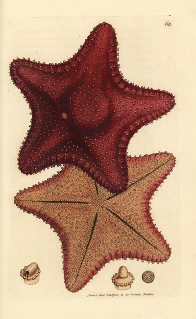 Seestern, Hippasteria phrygiana (Asterias equestris?). Handkolorierter Kupferstich von James Sowerby aus The British Miscellany, oder Coloured figures of new, rare, or little known animal subjects. von James Sowerby