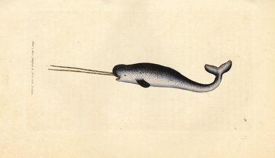 Narwal, Monodon monoceros. Seltenes Exemplar mit doppeltem Stoßzahn. Handkolorierter Kupferstich von James Sowerby aus The British Miscellany, oder Coloured figures of new, rare, or little known animal subjects. von James Sowerby