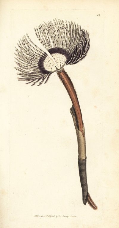 Seewurm, Amphitrite ventilabrum. Handkolorierter Kupferstich von James Sowerby aus The British Miscellany, or Coloured figures of new, rare, or little known animal subjects von James Sowerby