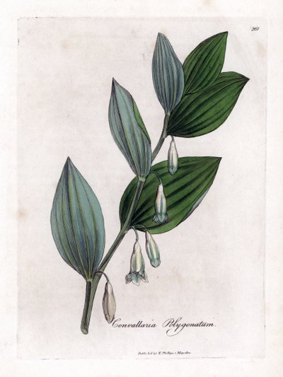 Vielblütiges Salomonssiegel, Polygonatum multiflorum von James Sowerby