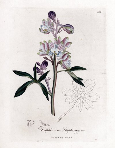 Staphisegar oder Läusegras oder Gichtgras oder wilde Trauben - Palmated Larkspur oder Stavesacre, Delphinium staphisagria. Handkolorierte Kupferstichgravur von James Sowerby aus William Woodville und Sir William Jackson Hooker