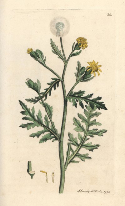 Klebriges Greiskraut, Senecio viscosus. Handkolorierter Kupferstich nach einer Illustration von James Sowerby aus James Smiths English Botany, London von James Sowerby