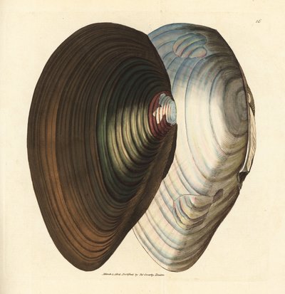 Teichmuschel, Anodonta stagnalis (Mytilus stagnalis). Handkolorierte Kupferstichgravur von James Sowerby aus The British Miscellany, or Coloured figures of new, rare, or little known animal subjects von James Sowerby