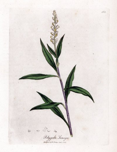 Virginia Polygale oder Milchgras - Senega, Polygala senega von James Sowerby
