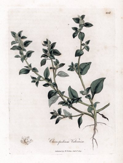 Stinkender Gänsefuß, Chenopodium vulvaria. Handkolorierte Kupferstichgravur aus einer botanischen Illustration von James Sowerby aus William Woodville und Sir William Jackson Hooker