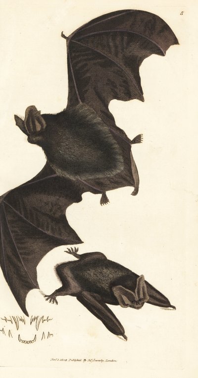 Westliche Bartfledermaus, Barbastella barbastellus barbastellus (Vespertilio barbastellus). Handkolorierter Kupferstich von James Sowerby aus The British Miscellany, oder Coloured figures of new, rare, or little known animal subjects. von James Sowerby