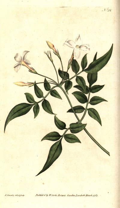 Weißer Jasmin - Gemeiner Jasmin oder Jessamine, Jasminum officinale. Handkolorierter Kupferstich und botanische Illustration von James Sowerby aus William Curtis