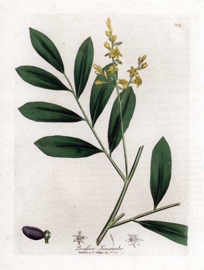 Weißes Mahagoni oder Marupa - Simaruba, Simarouba amara. Handkolorierte Kupferstichgravur aus einer botanischen Illustration von James Sowerby aus William Woodville und Sir William Jackson Hooker