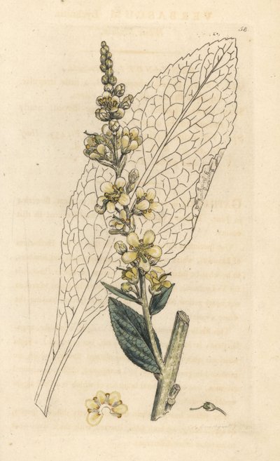 Weißes Wollkraut, Verbasum lychnitis. Handkolorierter Kupferstich nach einer Illustration von James Sowerby aus James Smith