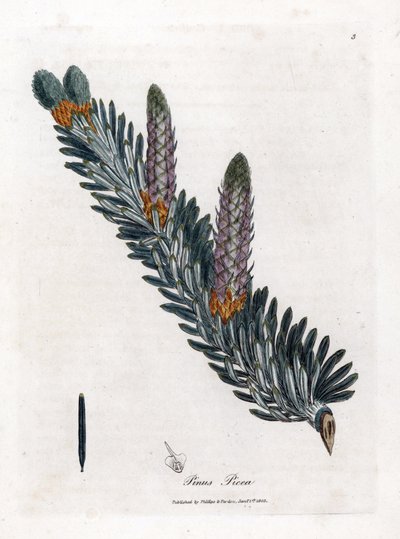 Weißtanne, Abies alba. Handkolorierter Kupferstich aus einer botanischen Illustration von James Sowerby aus William Woodville und Sir William Jackson Hooker