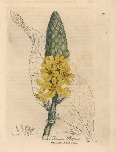 Gelbblühender Großblättriger Königskerze, Verbascum thapsus von James Sowerby