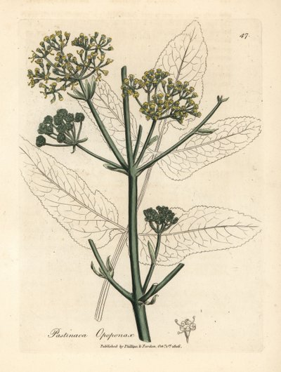 Gelbblühender Opopanax oder Rauhe Pastinake, Pastinaca opopanax von James Sowerby