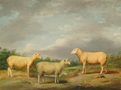 Ryelands-Schafe, der Widder des Königs, das Mutterschaf des Königs und Lord Somervilles Hammel von James Ward