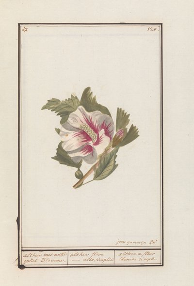 Hibiskus (Hibiscus syriacus) von Jan Anton Garemyn