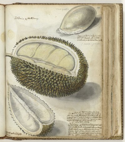 Durian von Jan Brandes