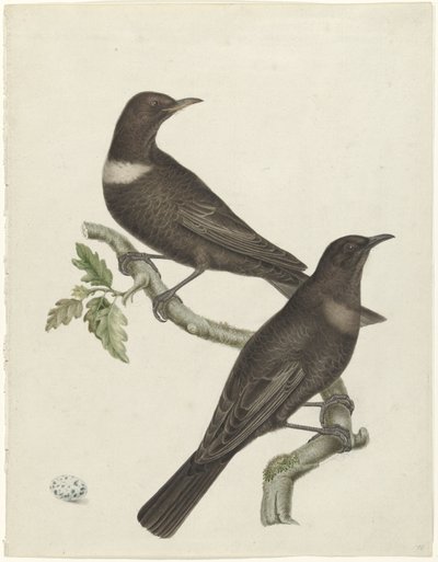 Zwei Ringdrosseln (Purdus torquatus) mit einem Ei von Jan Christiaan Sepp (possibly)