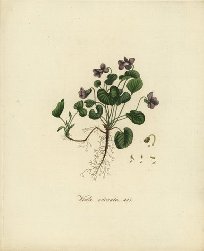 Duftveilchen oder Englisches Veilchen, Viola odorata von Jan Christiaen Sepp