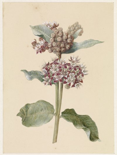 Blühende Asclepias-Arten von Jan Jacob Goteling Vinnis