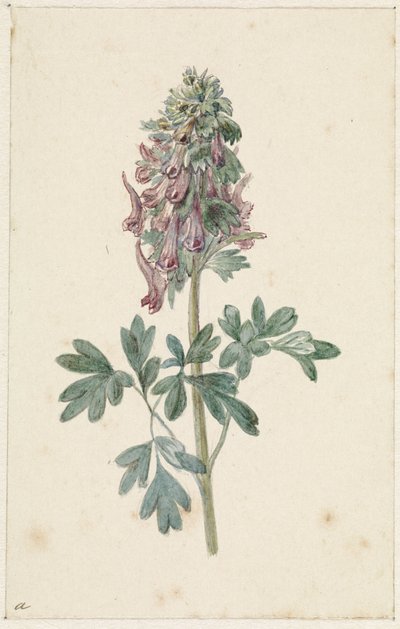 Blühende Corydalis bulbosa von Jan Jacob Goteling Vinnis